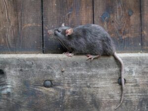 Zwalczanie szczurów